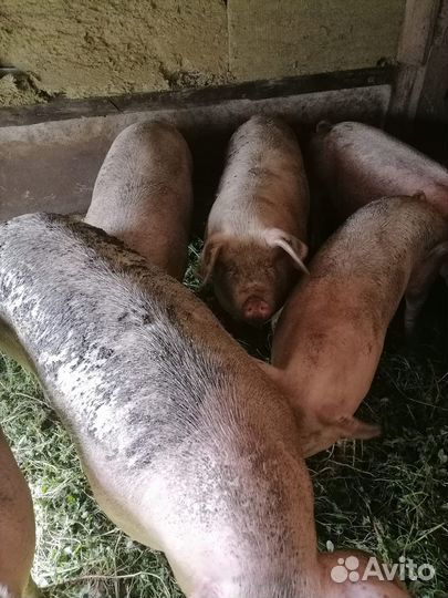 Продам жывой вес