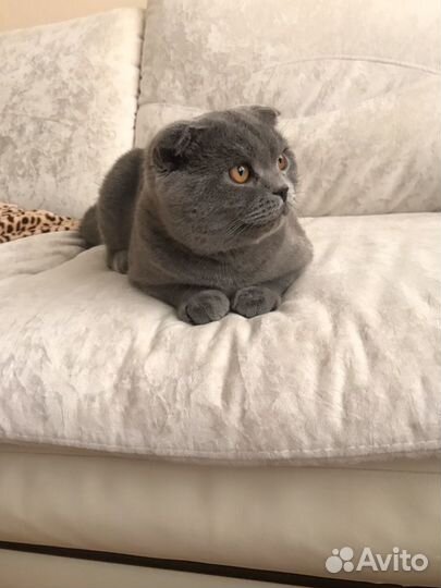 Вязка с шотландским вислоухим котом