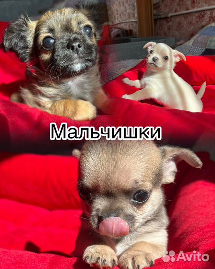 Щенки чихуахуа