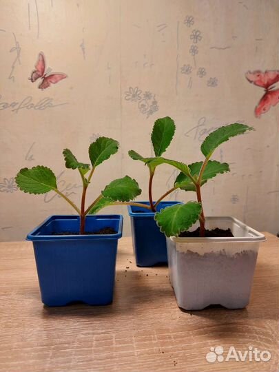 Глоксиния фиолетовая