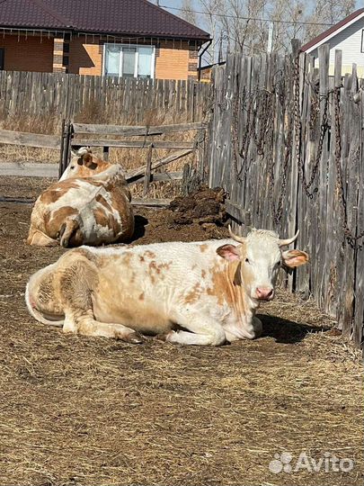 Продажа крс