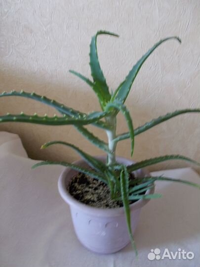 Молодое алоэ