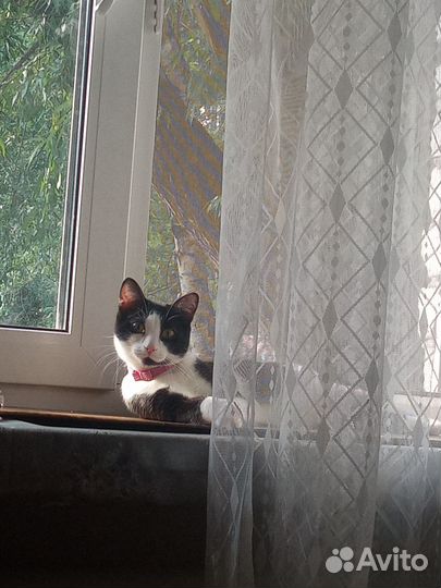 Отдаю в хорошие руки