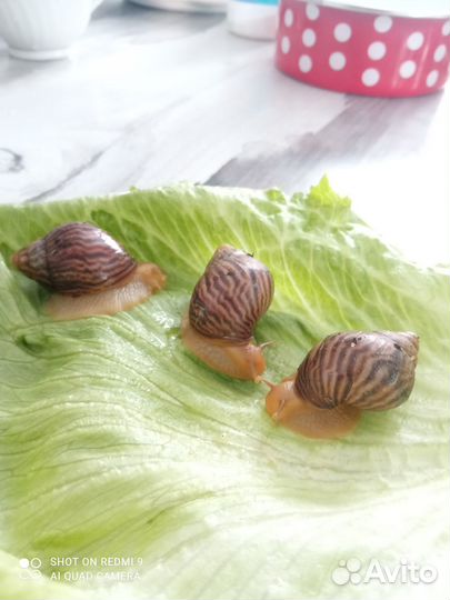 Улитки ахатины маленькие, в добрые руки