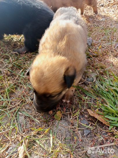 Щенки метисы в добрые руки, рождённые 8.09.23