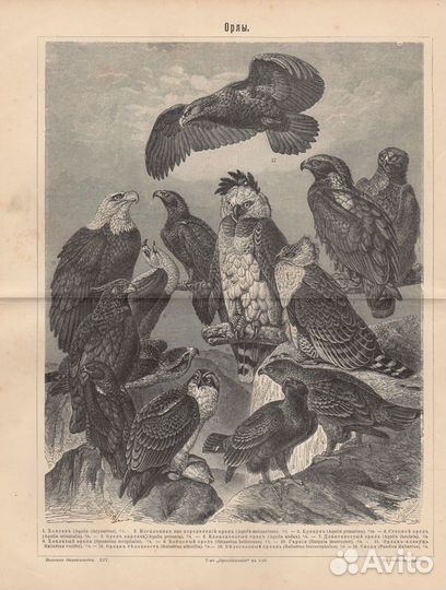 Литография. Хищные птицы. XIX век. Германия