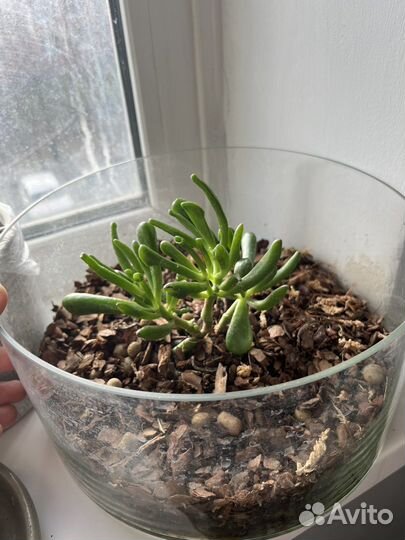 Суккуленты