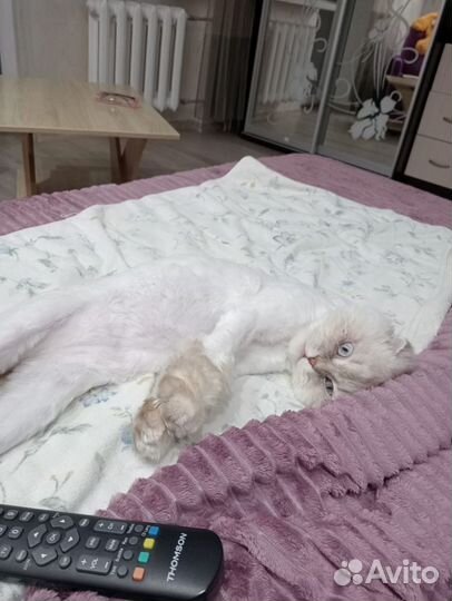 Шотландский вислоухий кот