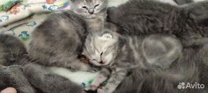 Шотландские котята