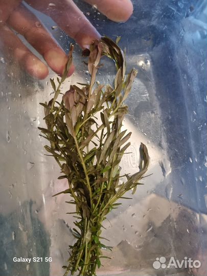 Аквариумные растения