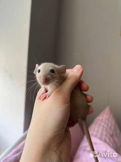 Декоративная крыса дамбо