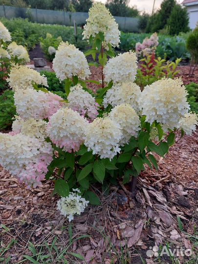 Метельчатые гортензии Самарская Лидия