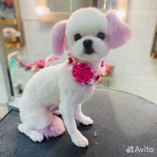 Стрижка собак и кошек.Озонотерапия SPA для собак