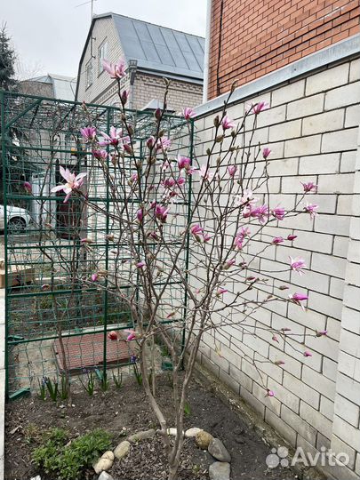 Магнолия Лебнера розовая