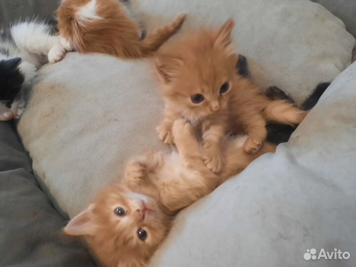 Котята от кошки мышеловки