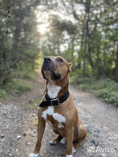 Кобель вязка