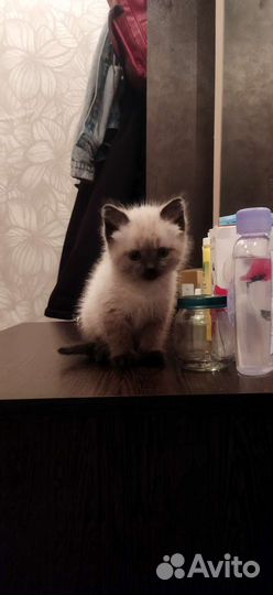 Сиамские котята