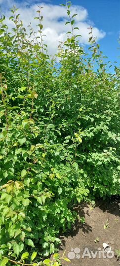 Уссурийская Груша