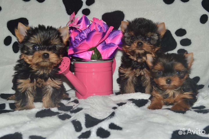 Микро мини щенки