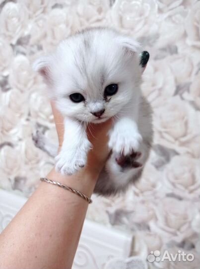 Котенок