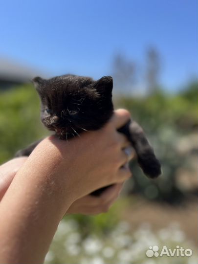 Котята кошка кот