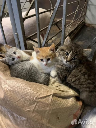 Котята в добрые руки