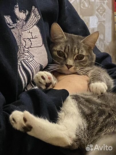 Миниатюрная кошечка-охотница