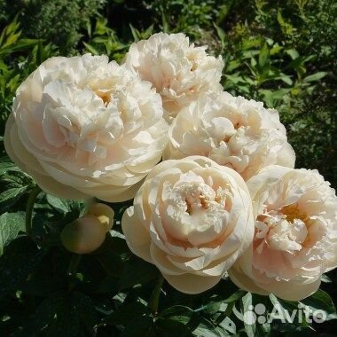 Пастелеганс пионны.Без пересорта