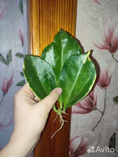 Филодендрон