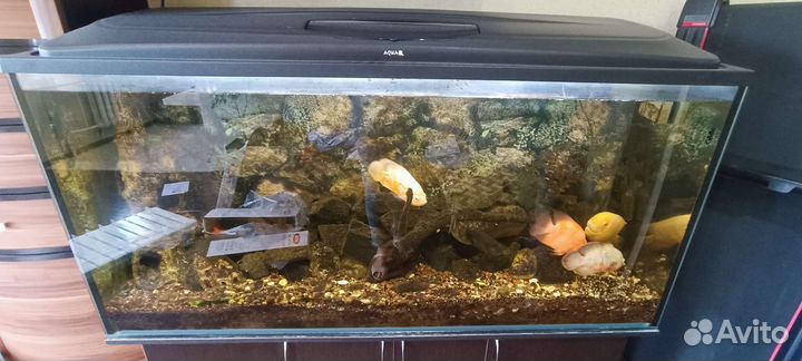 Аквариум с тумбой 550 литров