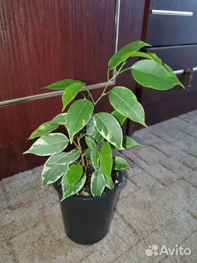 Комнатные цветы