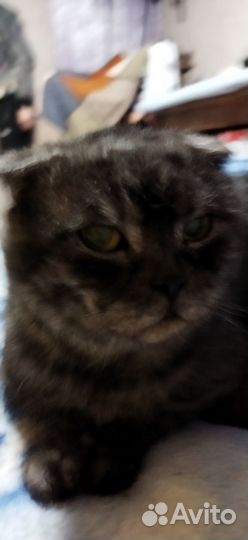 Шотландский кот вязка