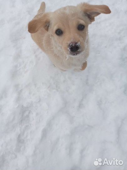 Умная, ласковая девочка ищет дом