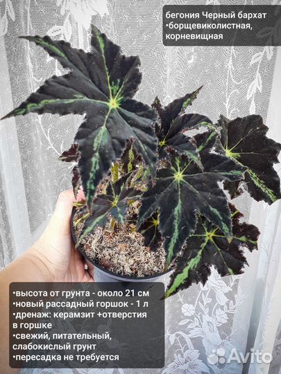Бегония борщевиколистная Доставка
