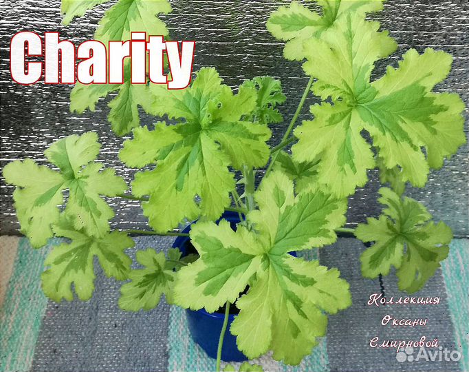 Пеларгония герань душистая