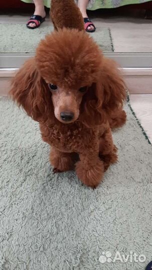 Той-пудель кобель на вязку