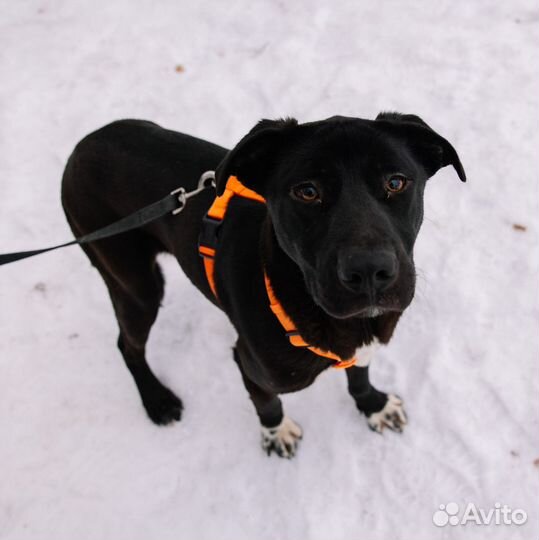 Собака в добрые руки отдам бесплатно