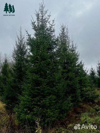 Ель обыкновенная оптом / розница