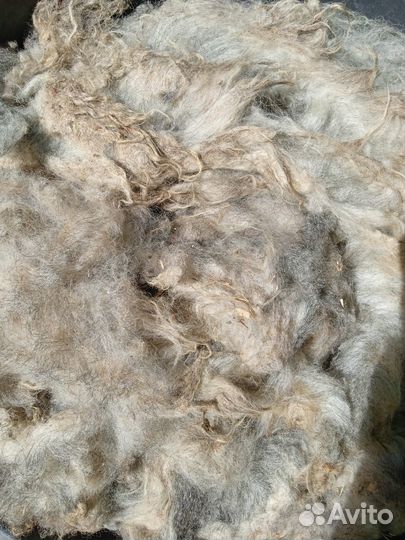 Продаю овечью шерсть- сырец