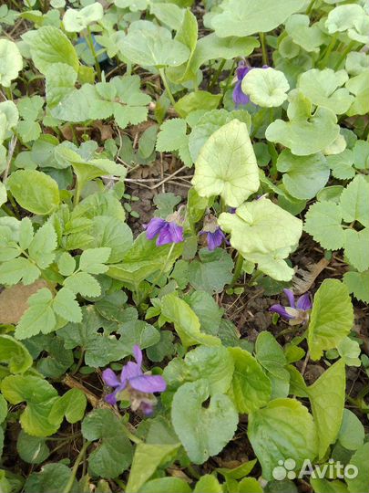 Печеночница, пролеска, хохлатка, декор лук, бадан