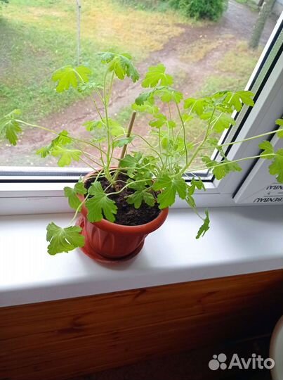 Герань душистая