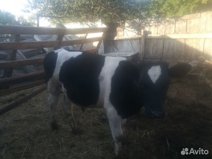 С/х животные