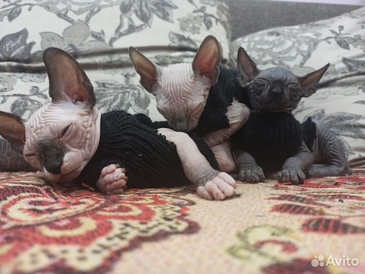 Канадский сфинкс