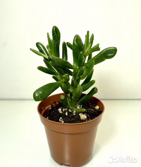 Крассула Коралл, крассула Блю берд (синяя птица)