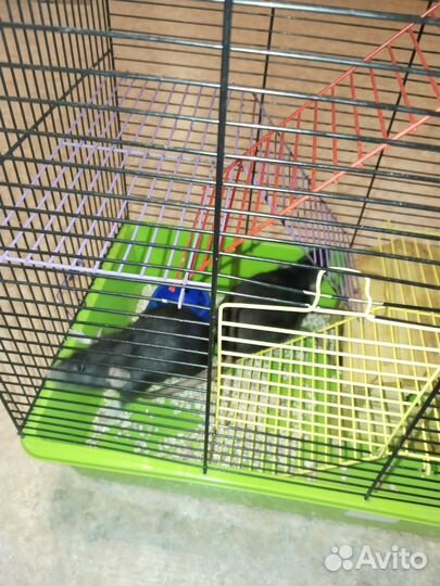 Крысы дамбо девочки