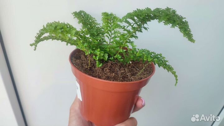 Нефролепис Мариса