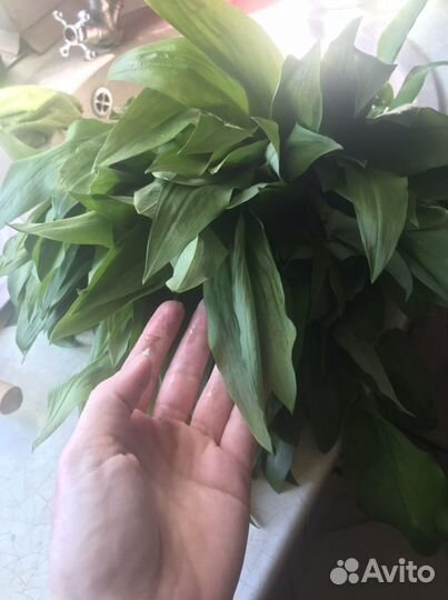 Черемша на рассаду