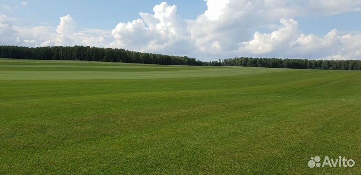 Рулонный газон