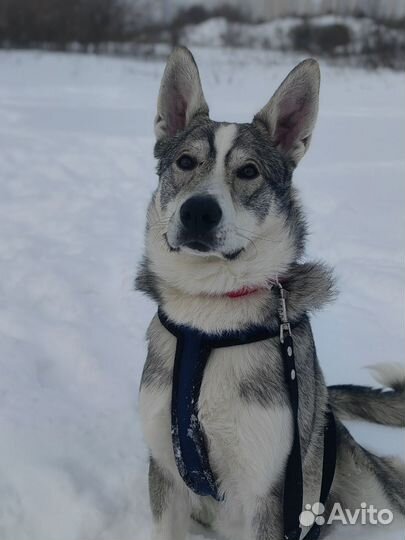 Красавчик Грей собака в добрые руки