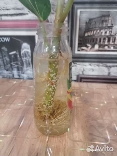 Фикус бенгальский одри